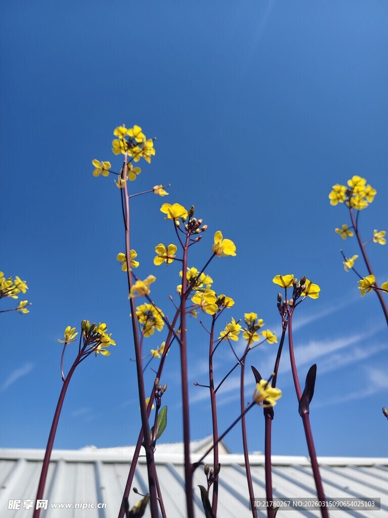 蓝天映衬下的黄色菜花