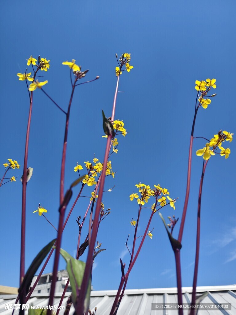 蓝天下的黄色菜花