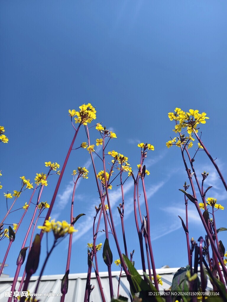 蓝天映衬下的黄色菜花