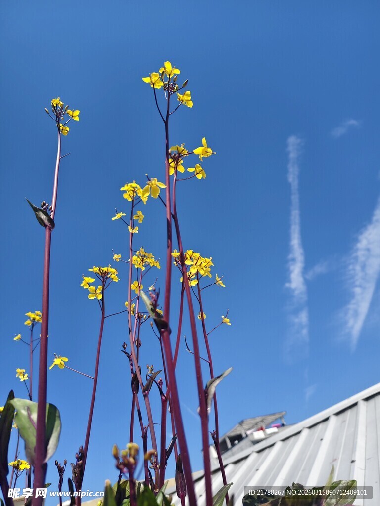 蓝天映衬下的菜花