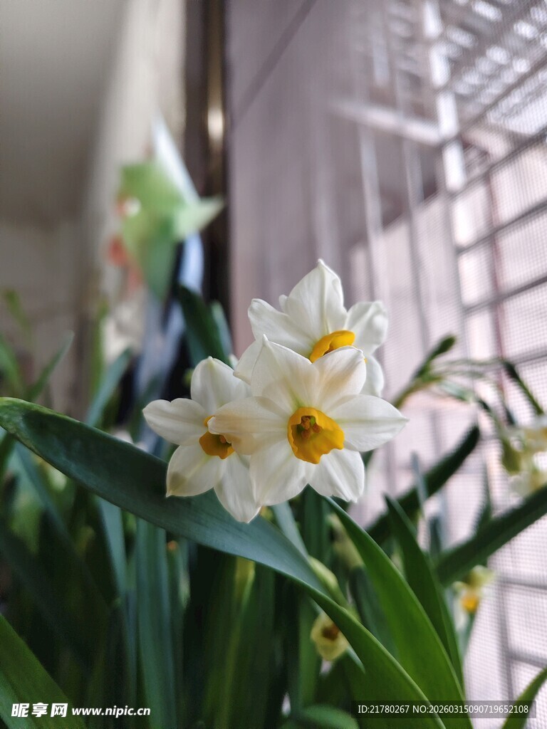 清新绽放的水仙花