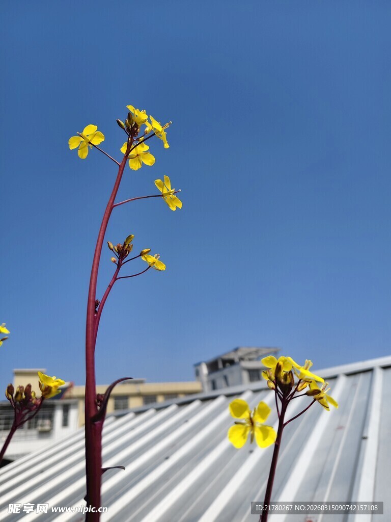 屋顶上绽放的菜花