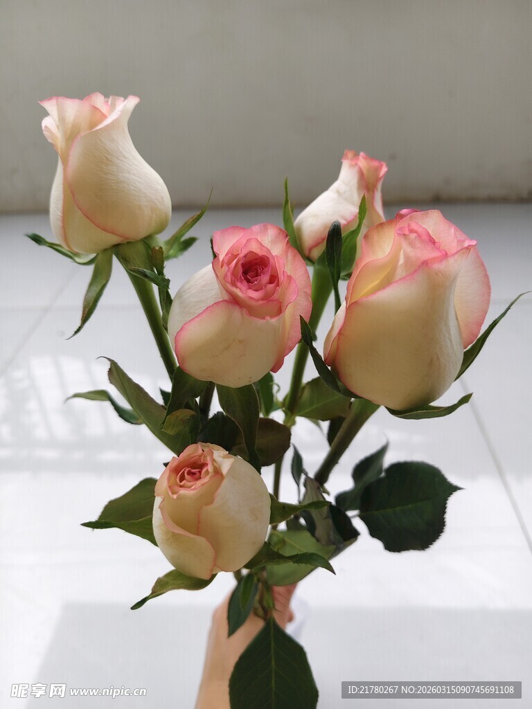 粉色渐变玫瑰花