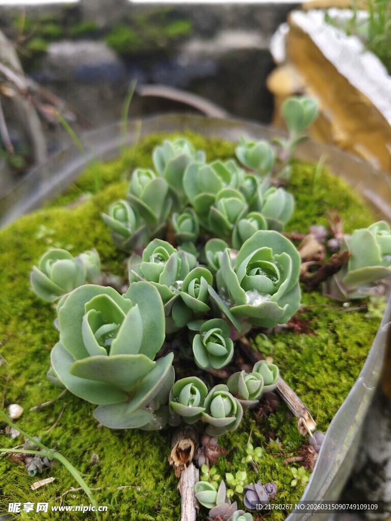 苔藓上的多肉植物
