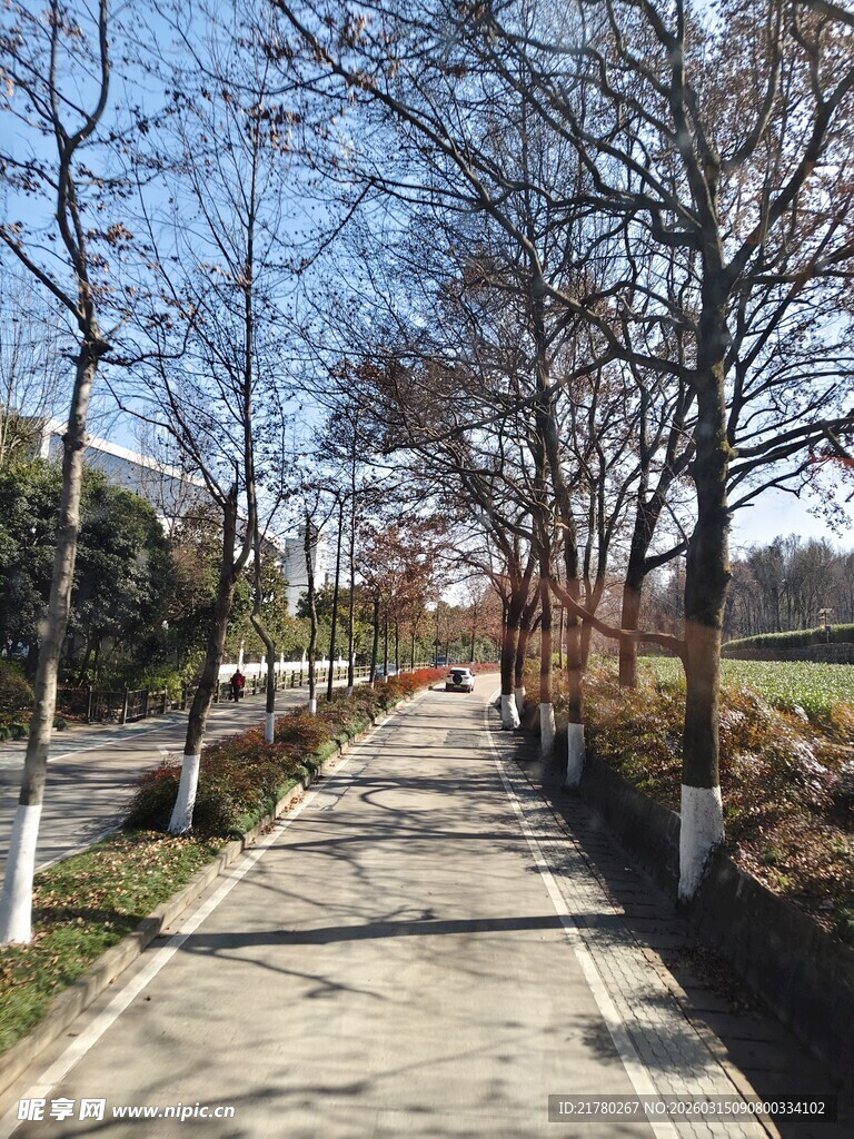 春日林荫小道风景