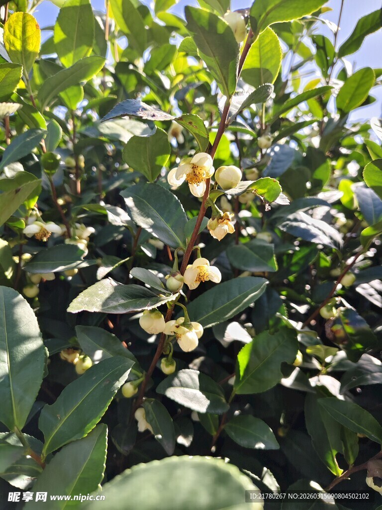 绿叶间绽放的黄色花朵