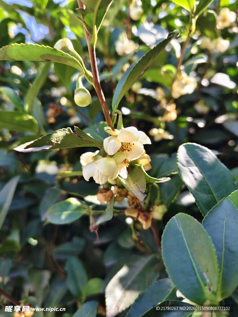 盛开的白色山茶花