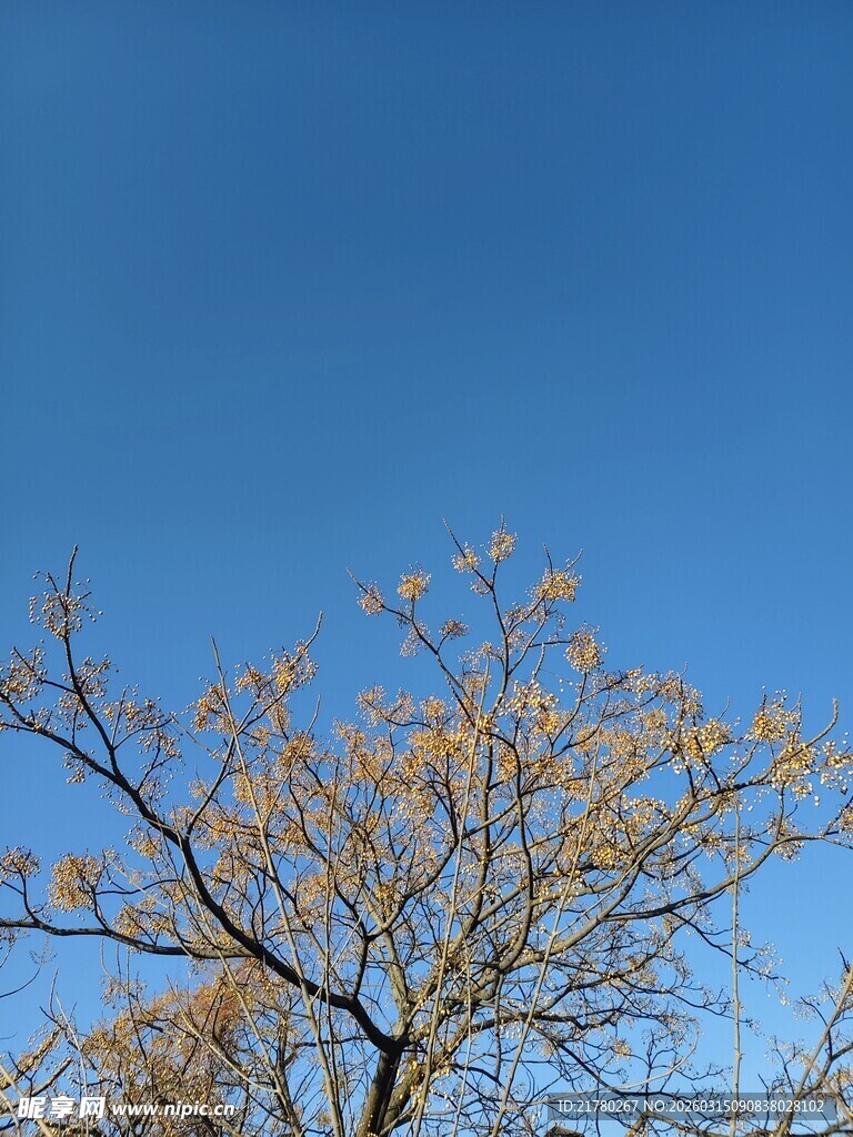 蓝天映衬下的光秃树枝