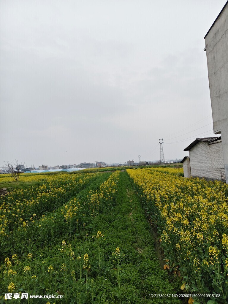 田野中的油菜花