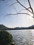 湖畔枯树与远山湖景