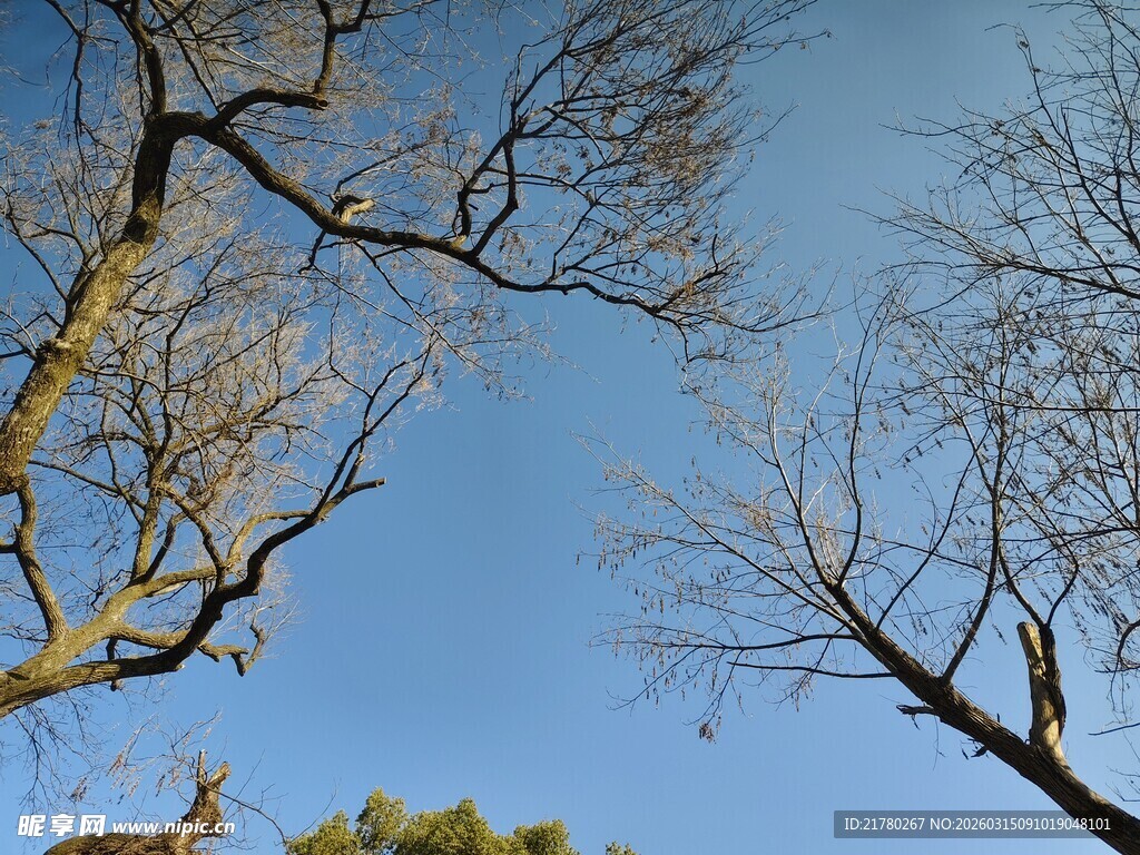 蓝天下的秃树枝