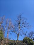 蓝天枯树