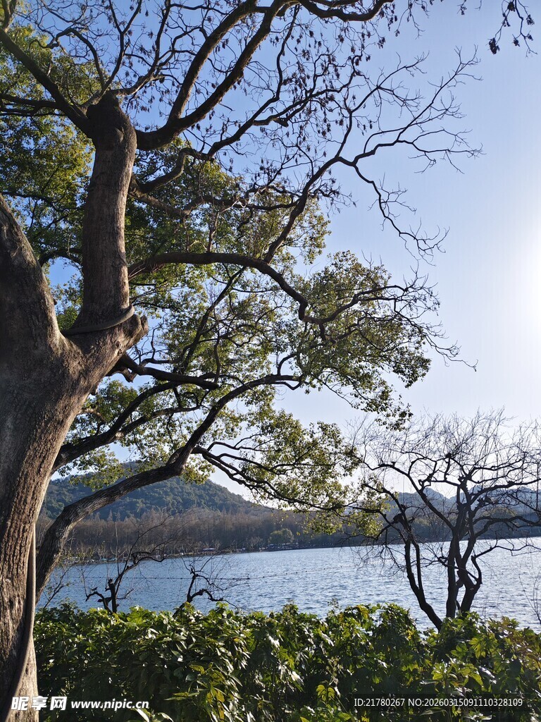 湖畔大树与远山美景