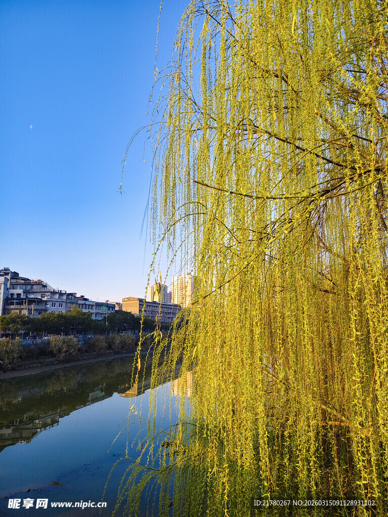 河畔垂柳映
