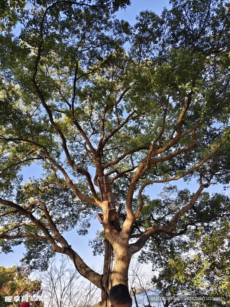 高大繁茂的树木