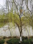 湖畔垂柳
