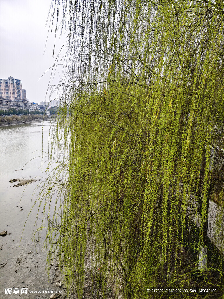春日河畔垂柳