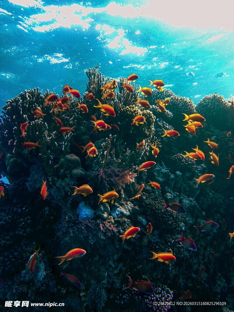 海底绚烂珊瑚与多彩小鱼