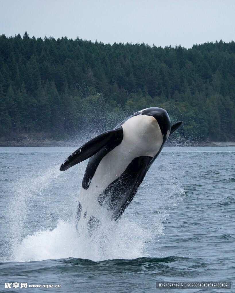 虎鲸跃出水面瞬间