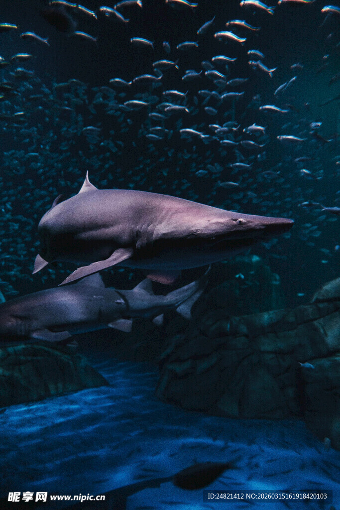 水中畅游的可爱海豚