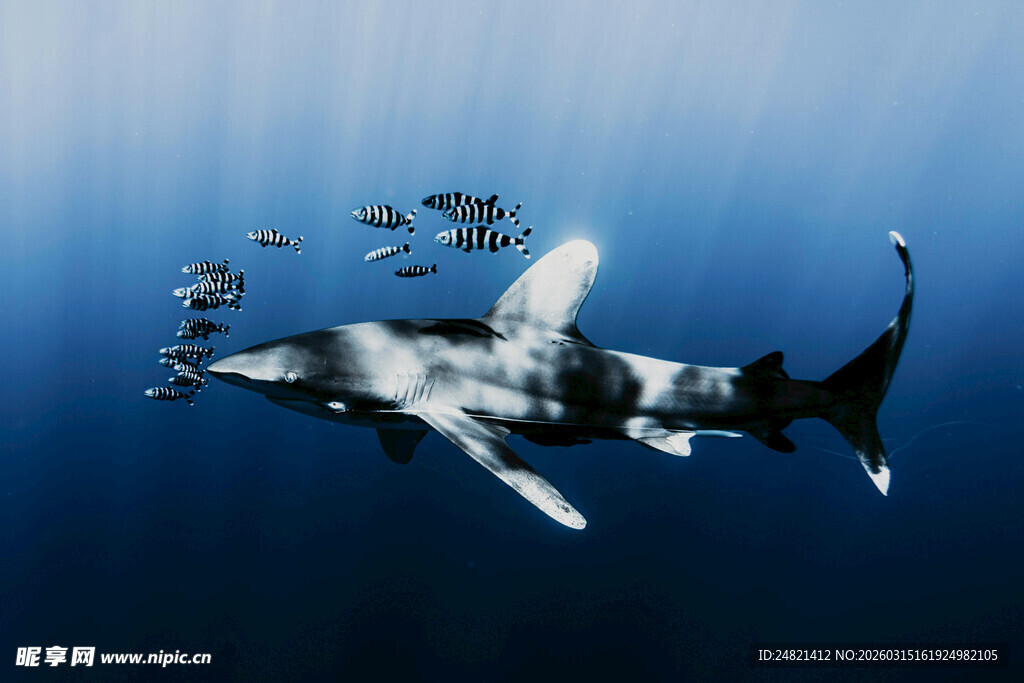 深海中游弋的鲨鱼群
