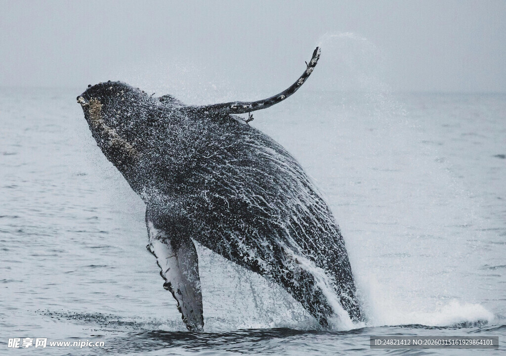 鲸鱼跃出海面的壮观瞬间