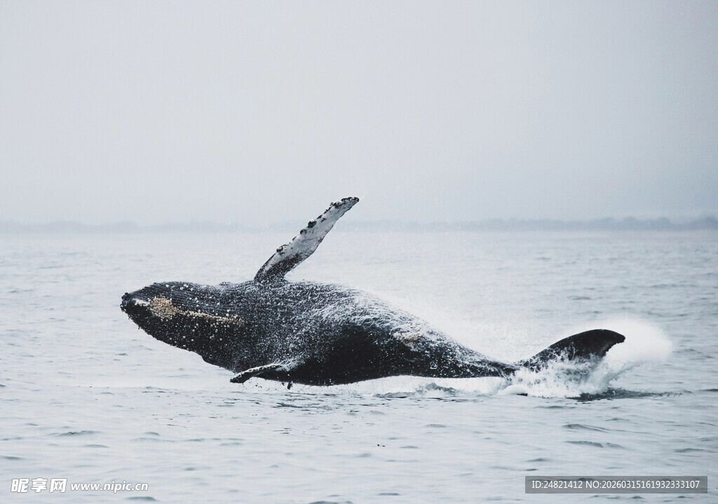 鲸鱼跃出海面精彩瞬间