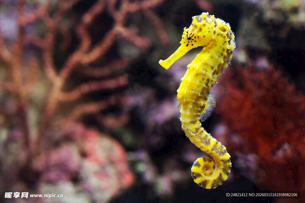 黄色海马在海底的身姿