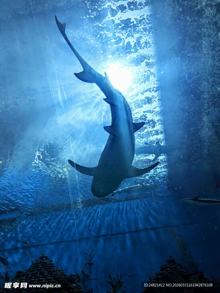 深海中遨游的神秘鲨鱼