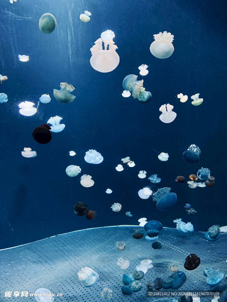 深海梦幻水母漂浮景象