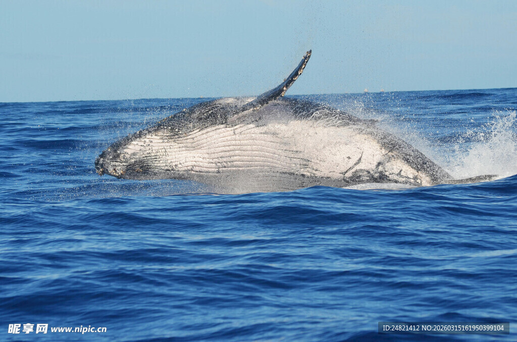 跃出海面的鲸鱼