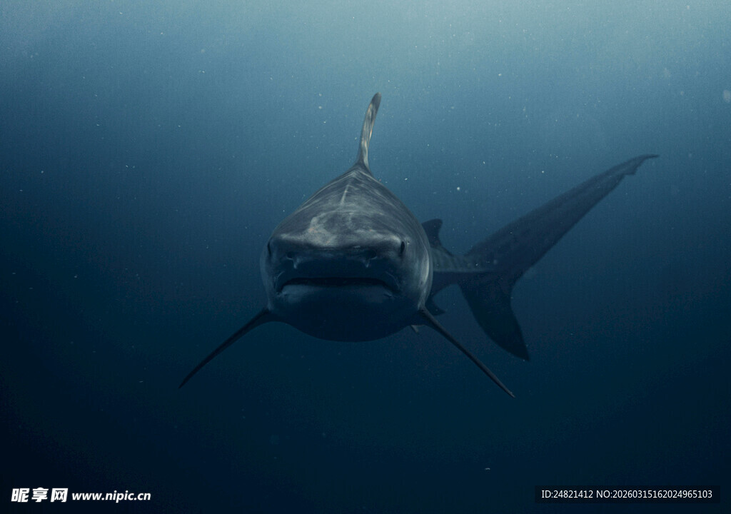 深海中游弋的凶猛鲨鱼