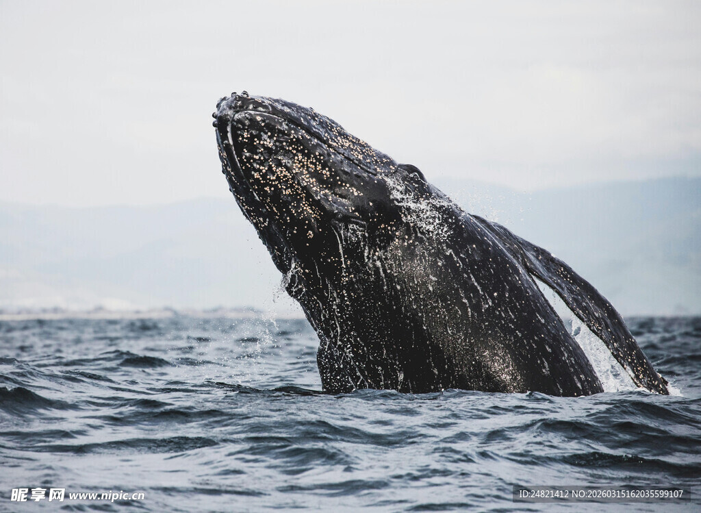 鲸鱼跃出海面壮观瞬间