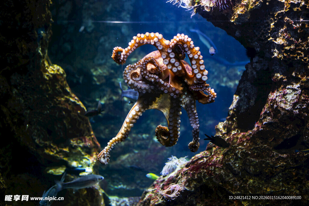 海底洞穴中的多彩章鱼