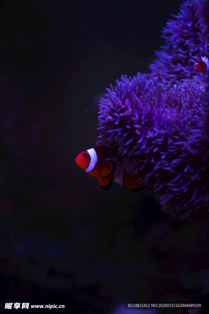 小丑鱼藏于紫色海葵中