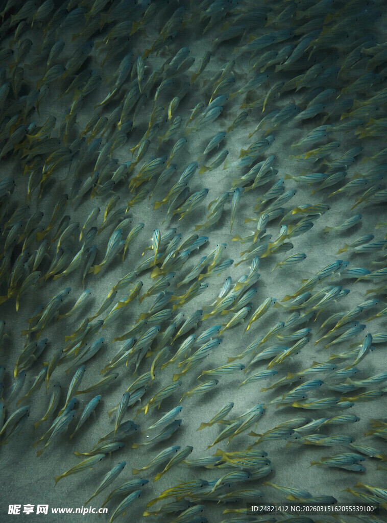 密集鱼群画面
