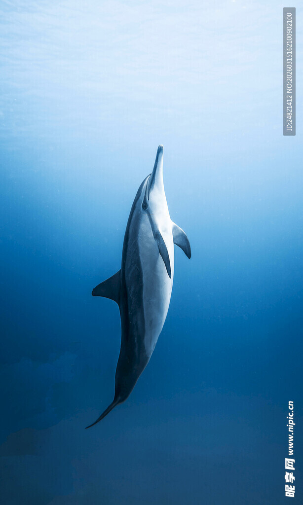 海中跃动的优雅海豚