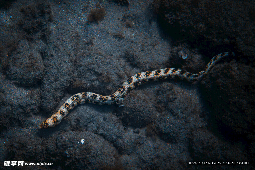 海底黑白花纹海蛇