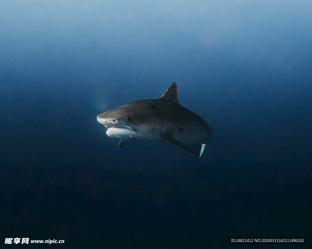 深海中游弋的鲨鱼