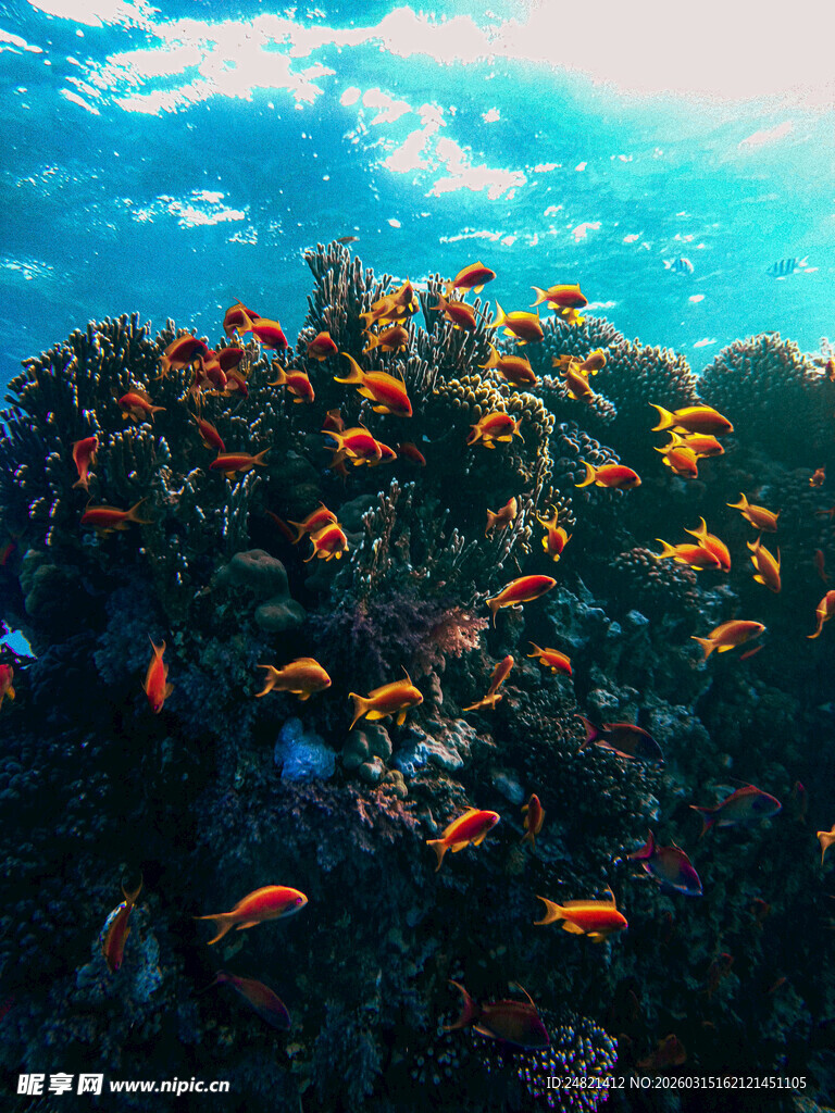 海底绚烂珊瑚与多彩小鱼