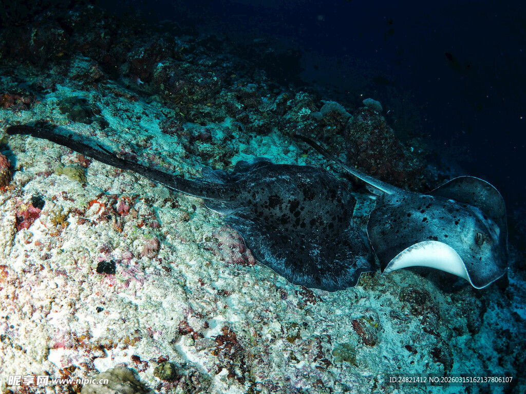 海底洞穴中的神秘海洋生物