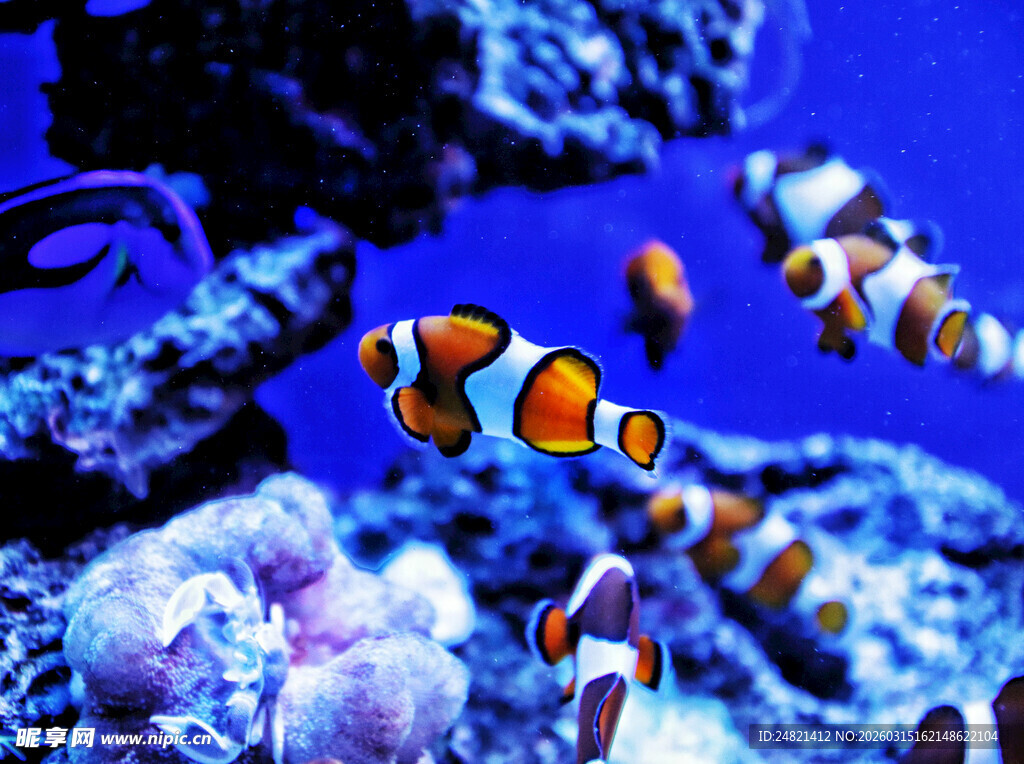 海底世界的小丑鱼群