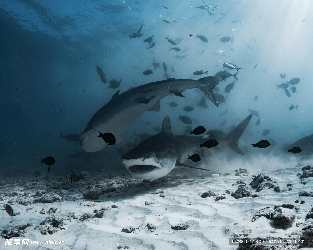 深海中的鲨鱼群景象