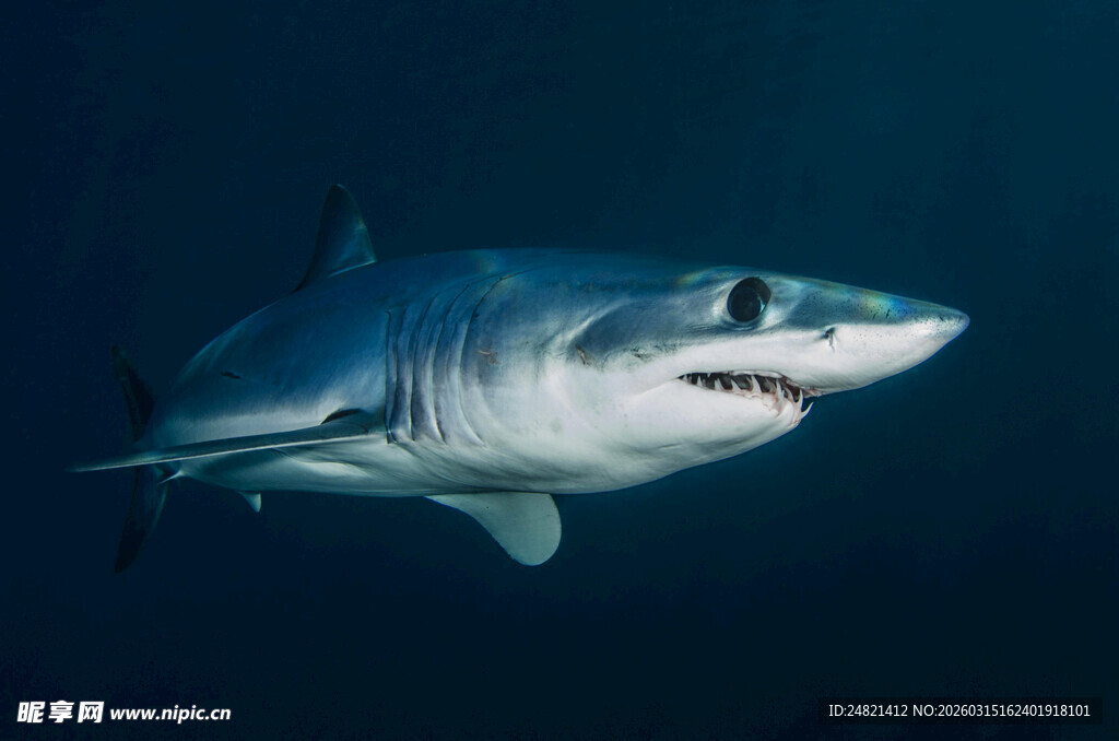 深海中游弋的凶猛鲨鱼