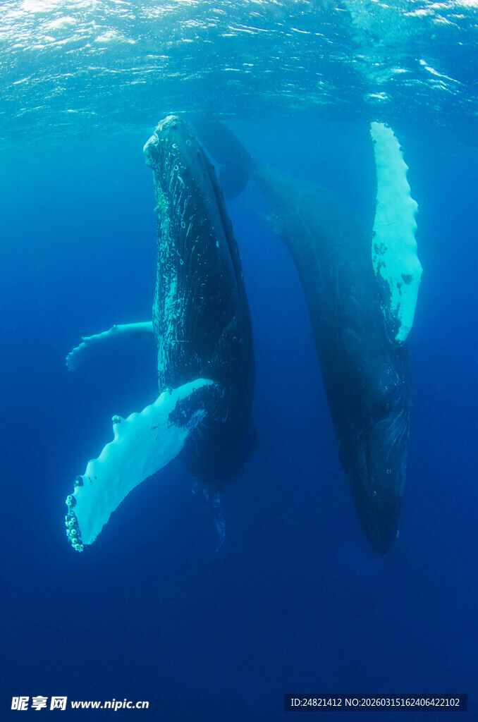 深海中优雅游动的大鲸鱼