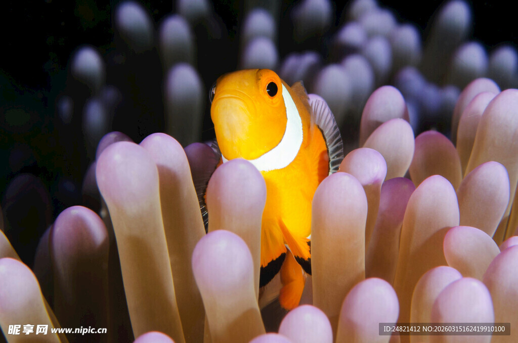 小丑鱼藏身于海葵之中