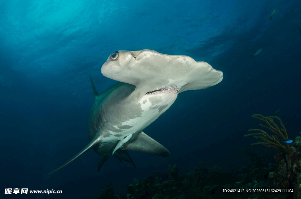 深海中的锤头鲨