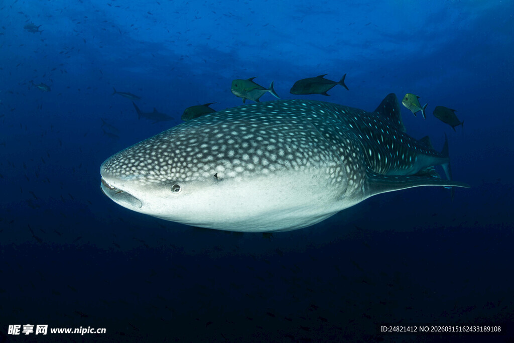 海洋中的巨型鲸鲨