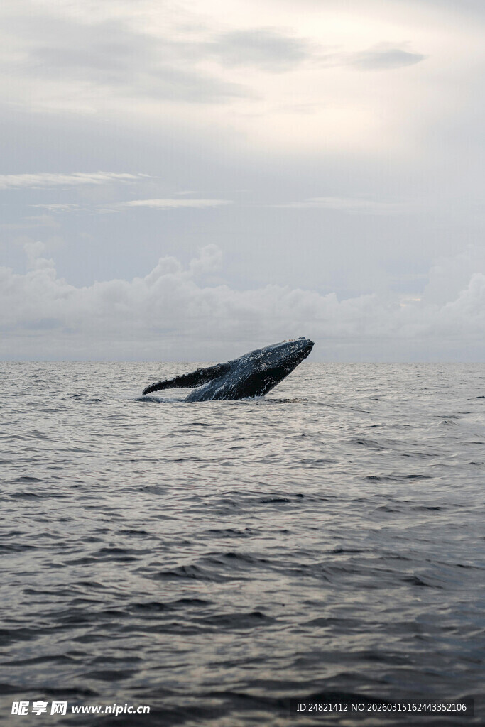 海中鲸鱼跃出水面瞬间