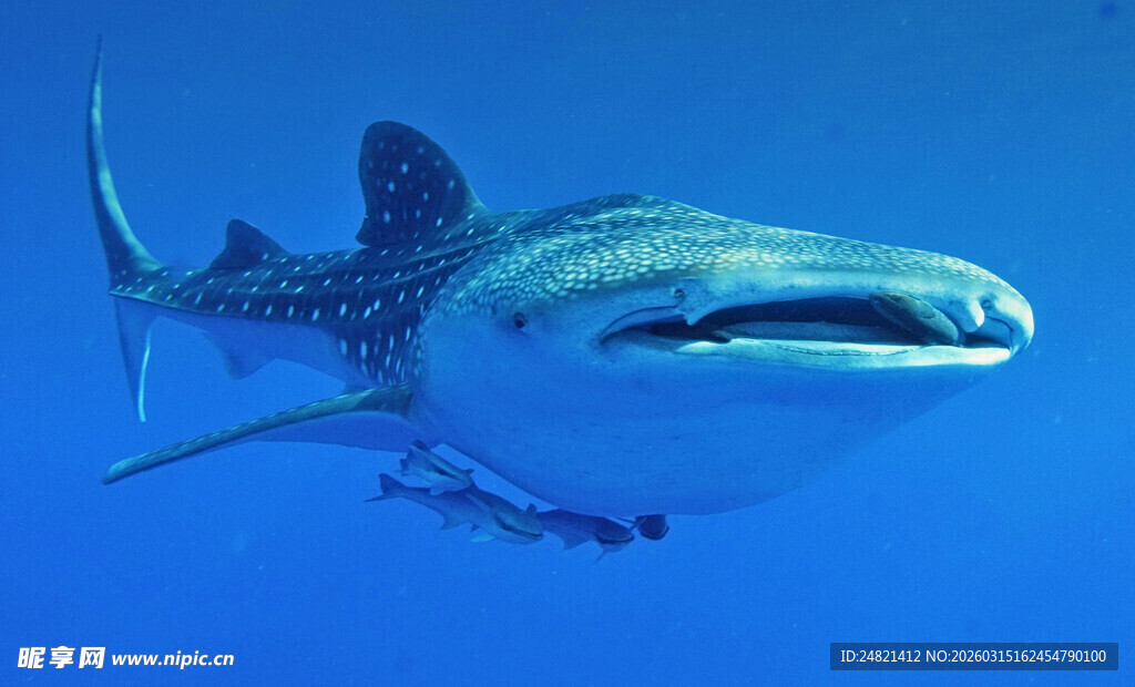 深海中游动的巨大鲸鲨